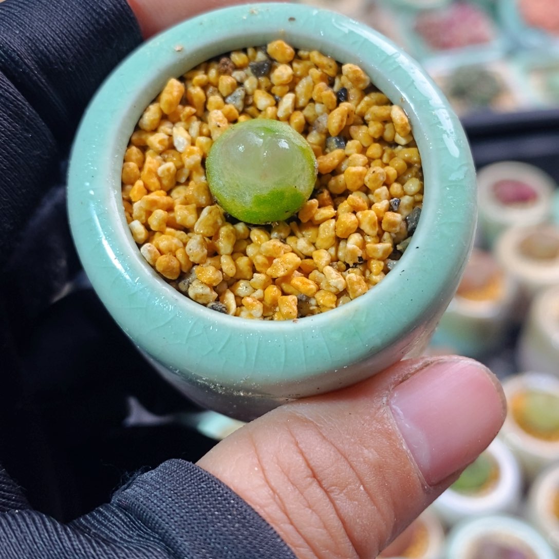 2606-一物一拍带盆