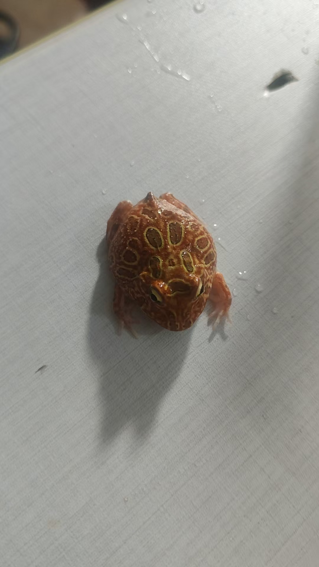 角蛙活体宠物蛙蛙