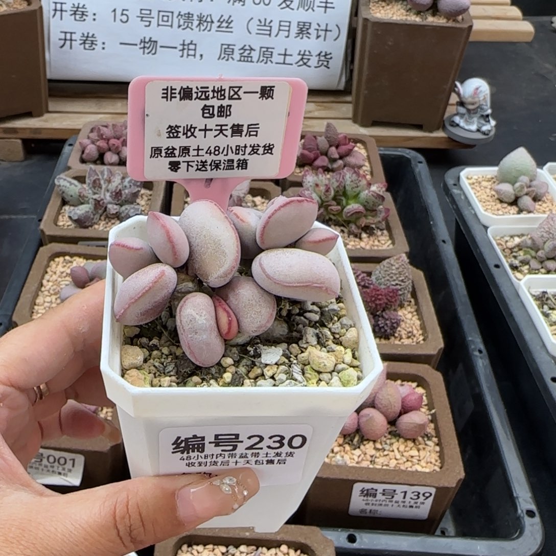 230白肌红蛋多肉植物
