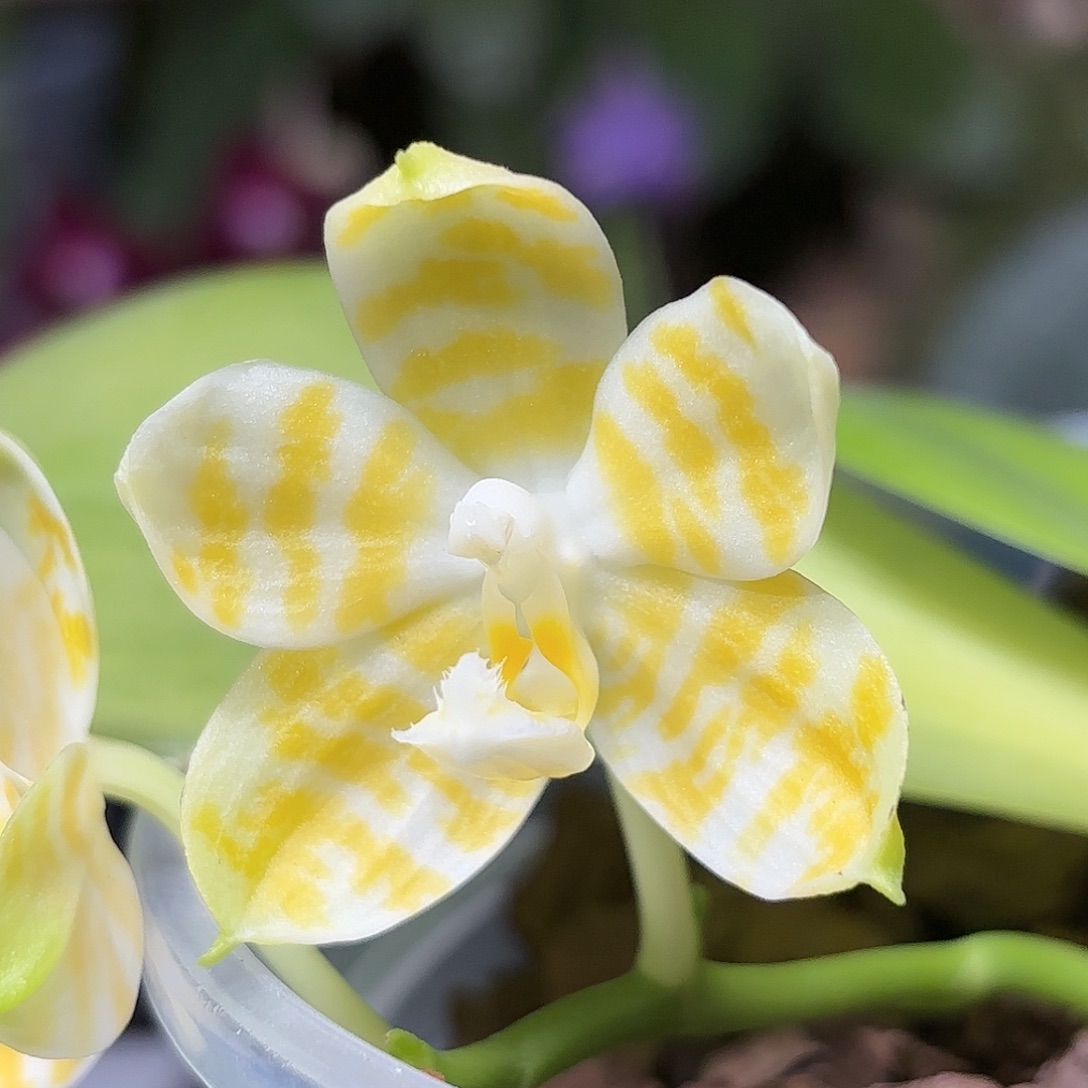 大部分开放少量花苞黄金斑马1代