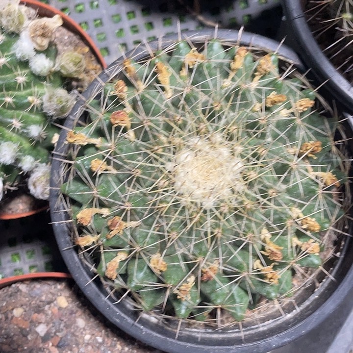 大单头紫光殿包邮