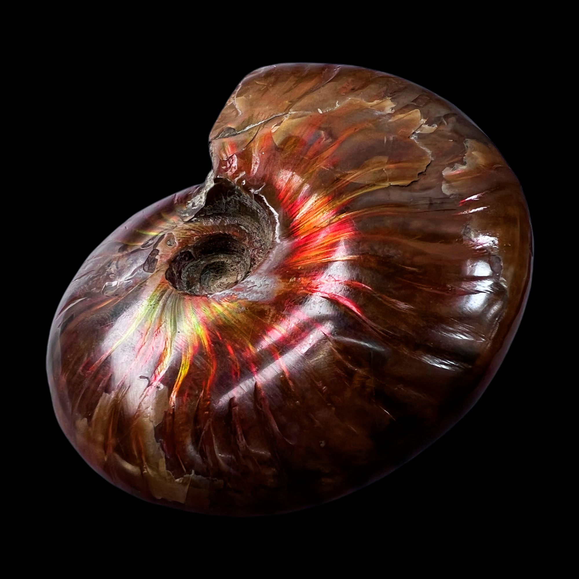 【 叶菊石（火凤凰-斑彩）】86mm 马达加斯加 古贝壳 D4