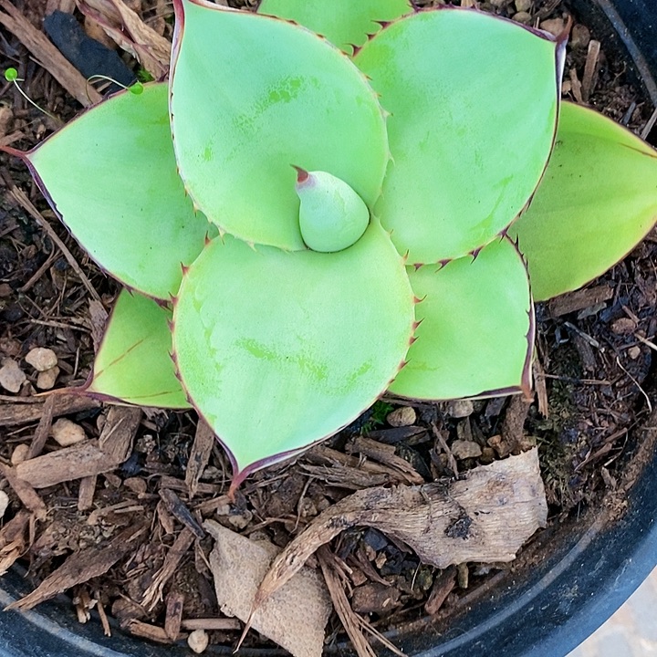多肉植物龙蛇兰植物