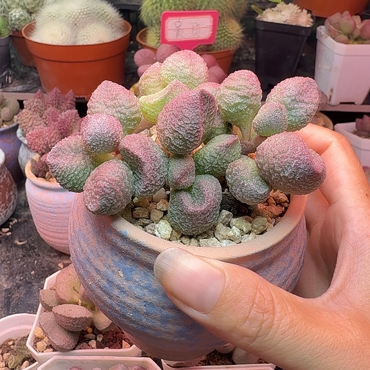 一玉一拍，感谢支持