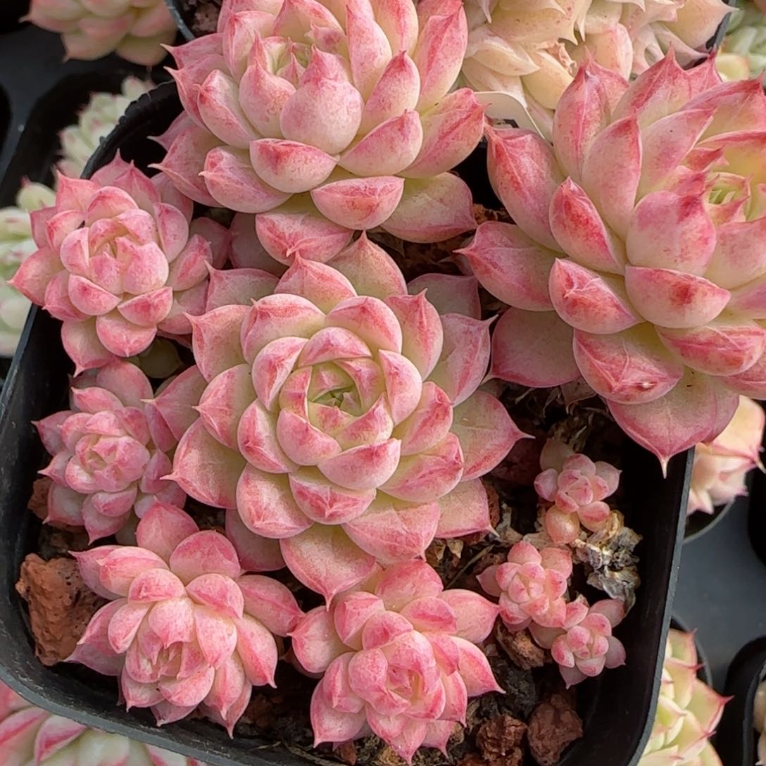 花语逸境0219-160