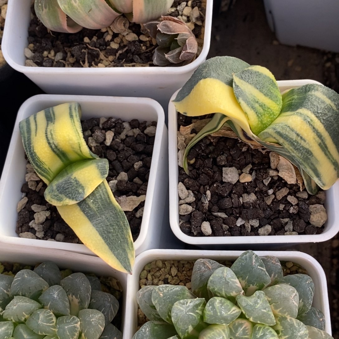 一颗卧牛锦 两颗一起400 开播福利