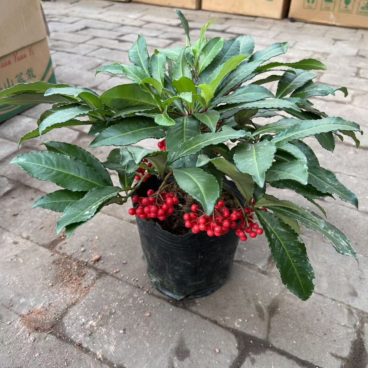 玲珑红运当头富贵籽盆栽（会有轻微掉果）