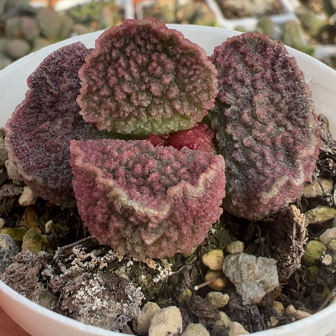 车厘子尢刺蝴蝶结实生新品多肉植物