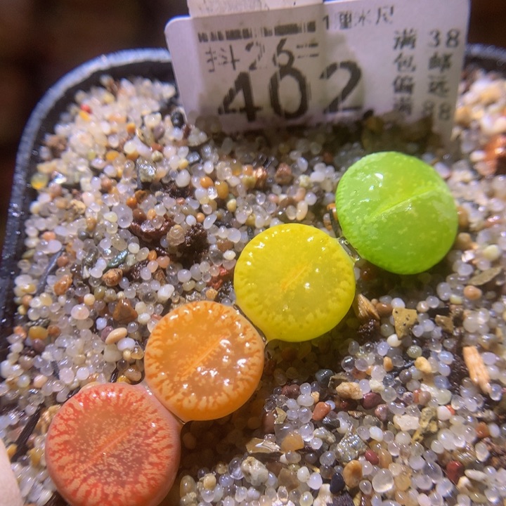 精品生石花26.402