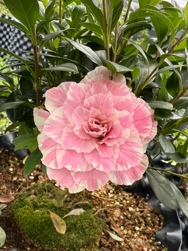 【爱子彩】aiko bicolor，爱子彩杜鹃花超级稀缺品种