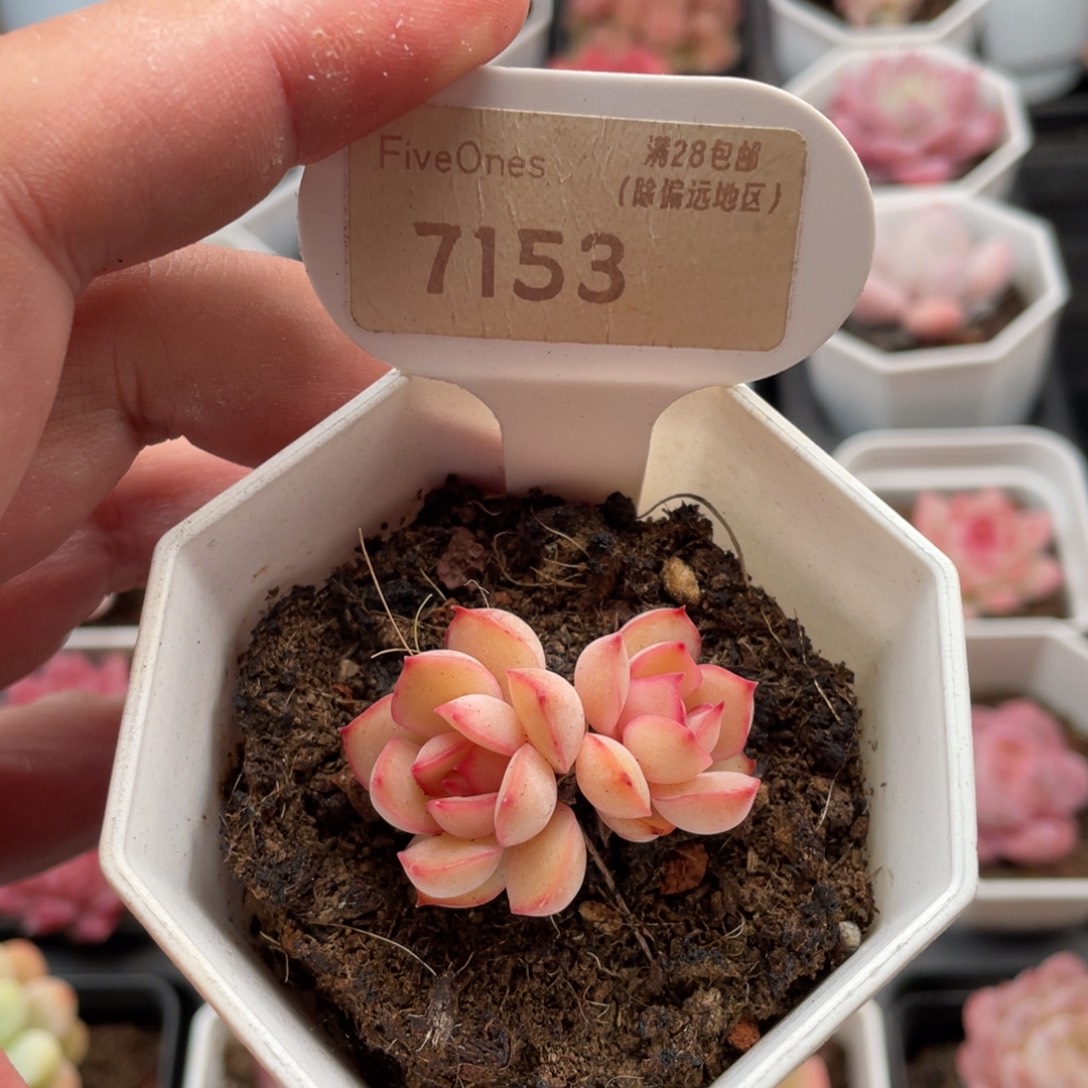 粉色知己7153-3.5厘米