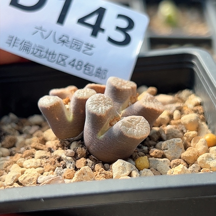 ?****?磁铁风铃多肉