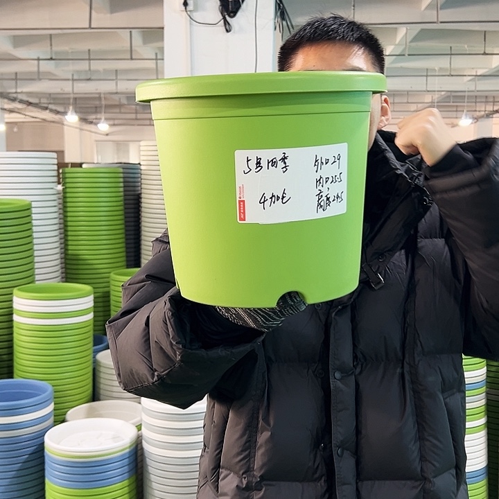 特价5号四季口29高24.5果绿无托5只