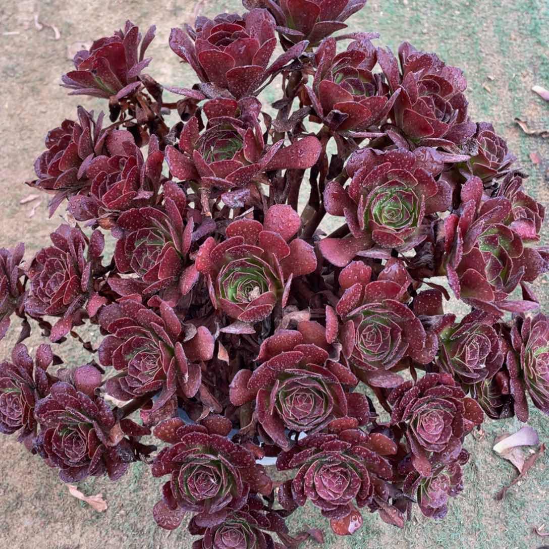 755美萝精品法师多肉