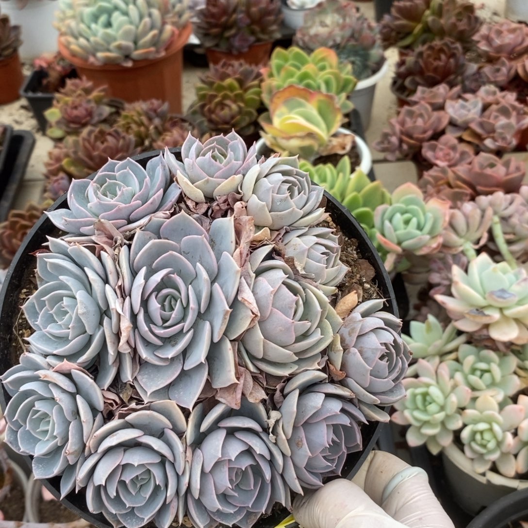 084蓝石莲一物一拍