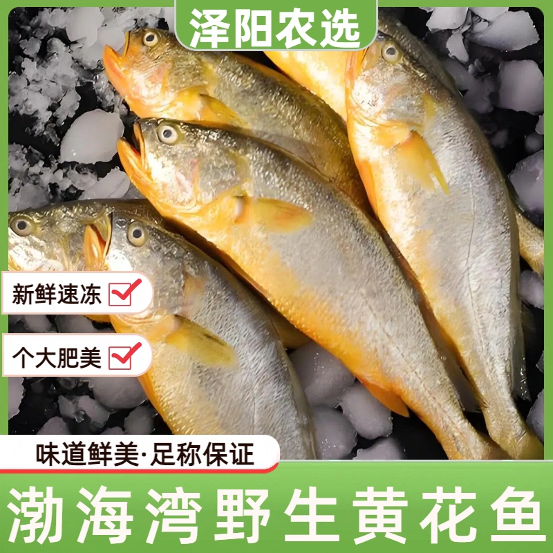 【泽阳农选】渤海湾野生特大号黄花鱼