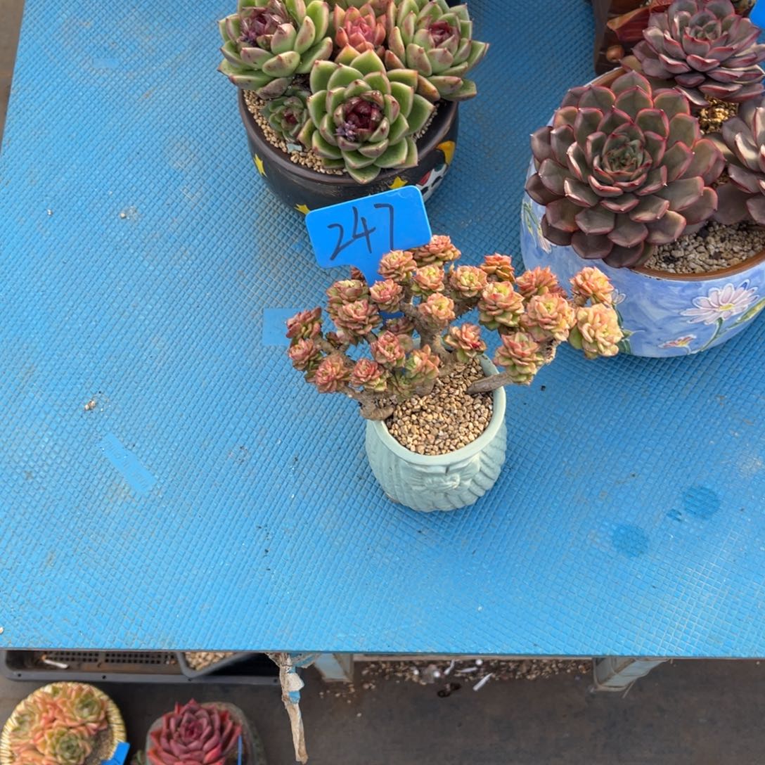 予****.247辣牡丹多肉