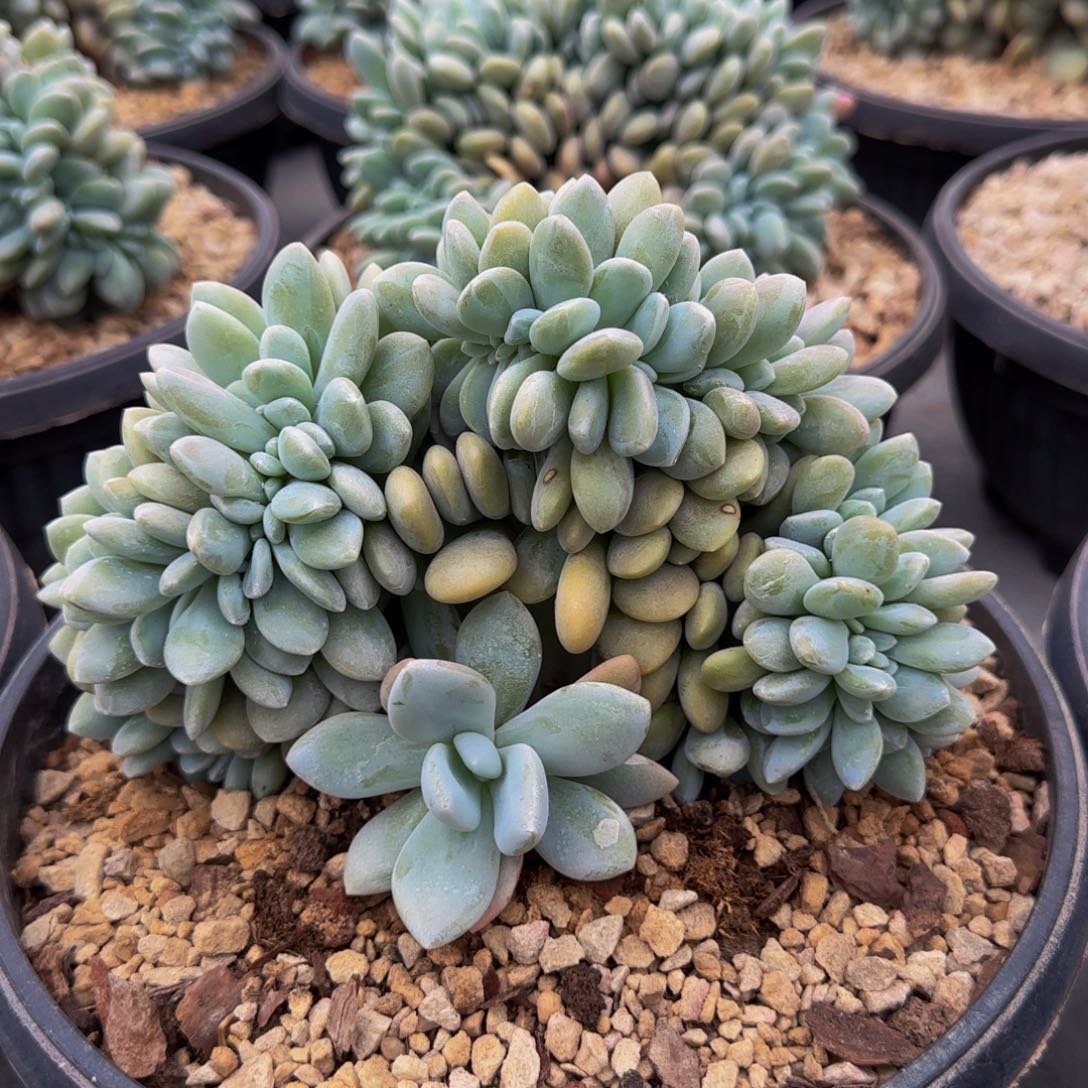 粉兔缀化多肉植物