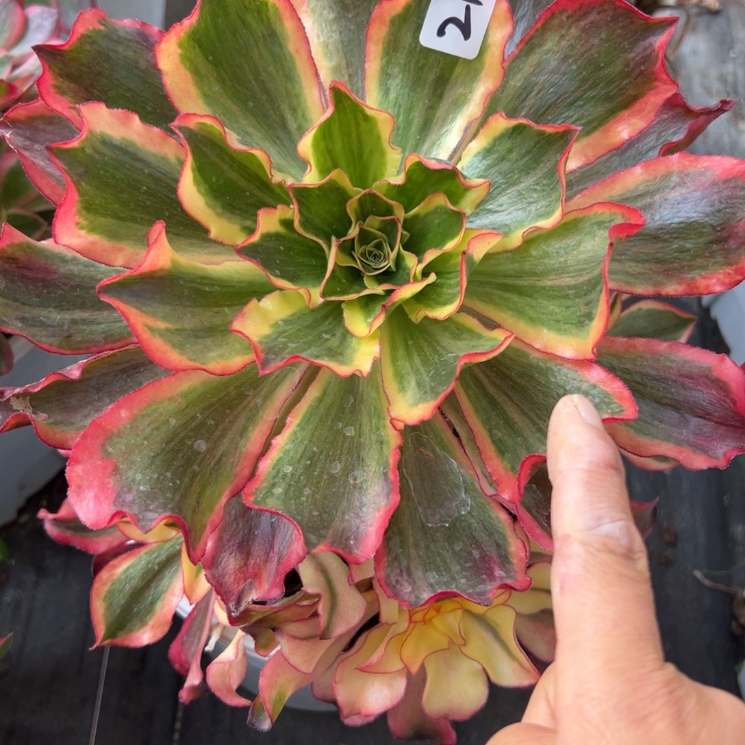 21魅影多肉多肉多肉多肉