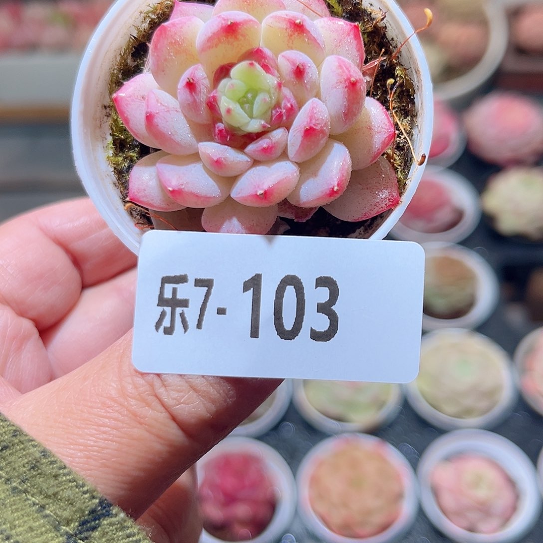 乐7-103 琴心单头 