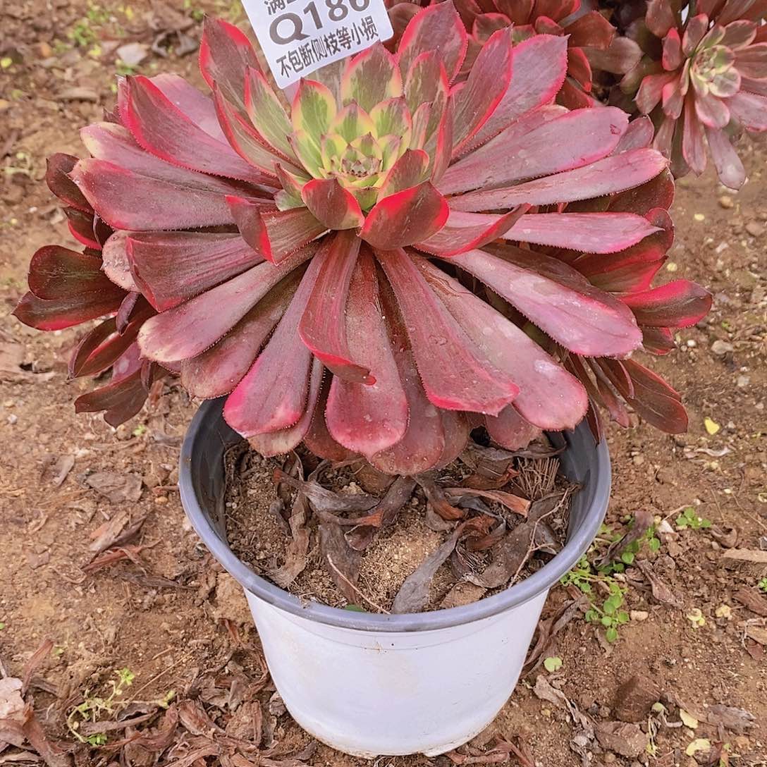 186烟花多肉法师锦多肉