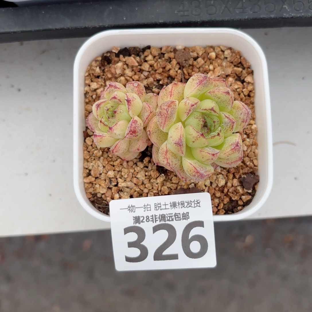 赤水晶老桩无盆土发货