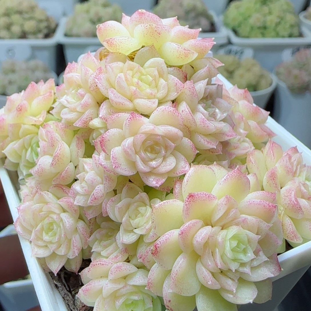 【闪购商品】0310-160（m1-455-2）奶糖专拍