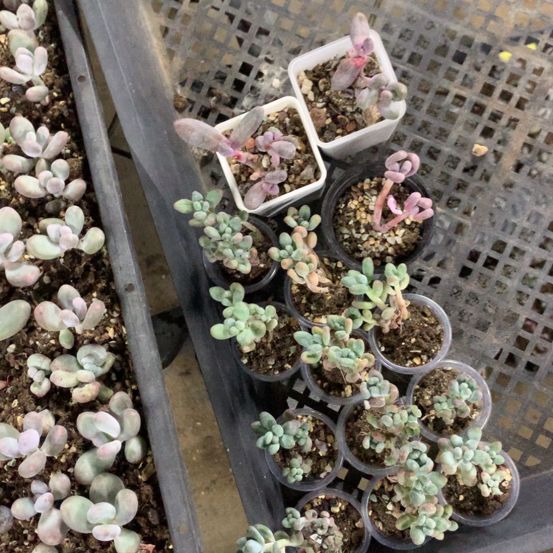 一堆不售后嚯哈哈哈哈哈哦