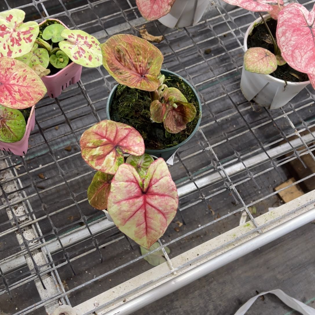 陈***财无花朵             747.748泰彩不包售后