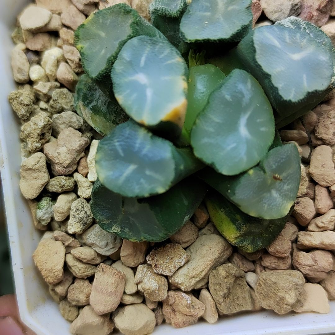 94号 白瓷万象锦4.7厘米左右一物一拍带盆满38包邮发货