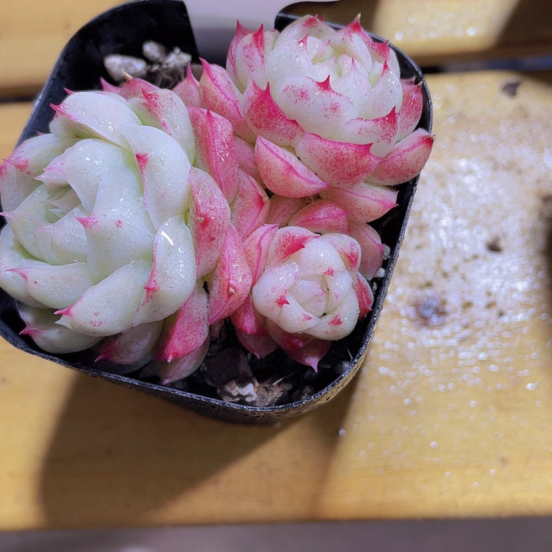 7号 睫毛麦秆多头精品