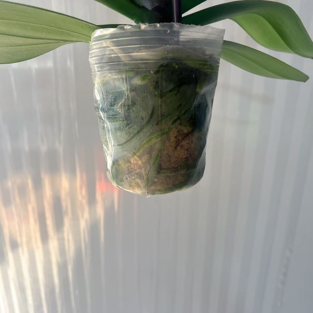 【精品后花苗5颗】高奢精品蝴蝶兰