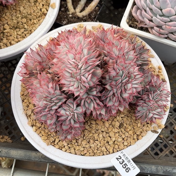 阿阿雅园艺。  2356月光女神锦缀