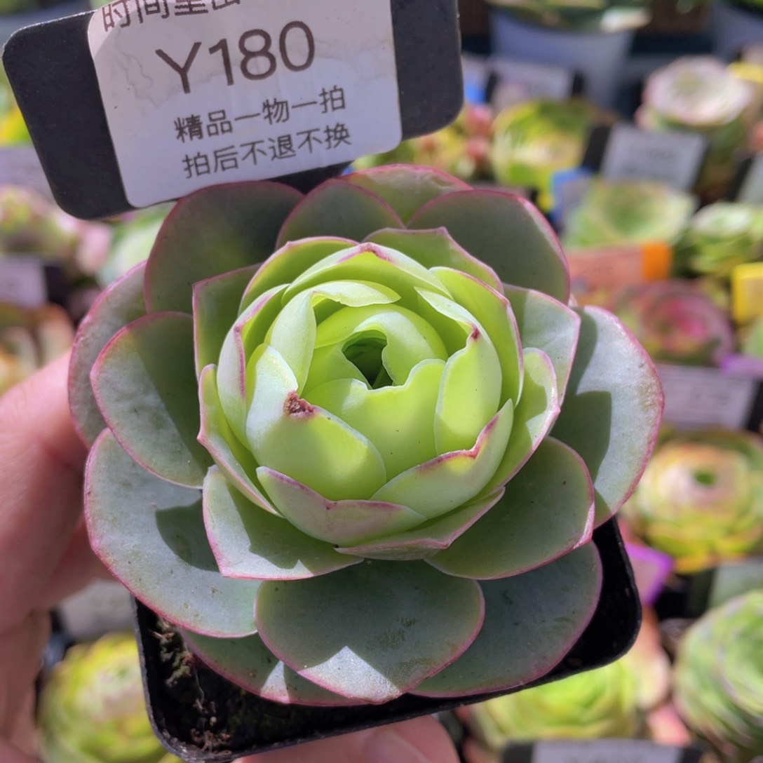 浣纱福利180一物一拍