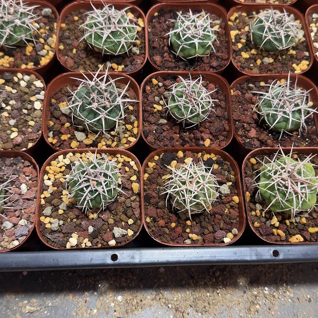 4颗实生根碧岩玉3cm