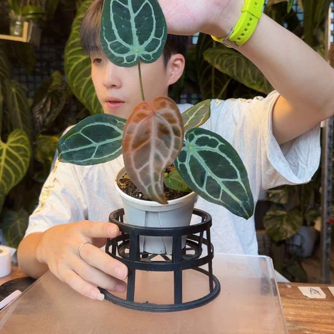 完全开放银骑士杂红Y106