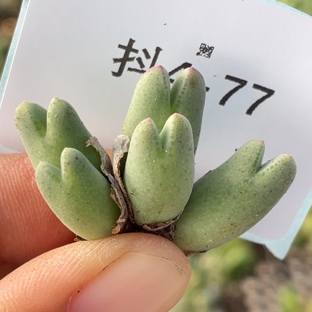 4-77猪蹄多肉植物