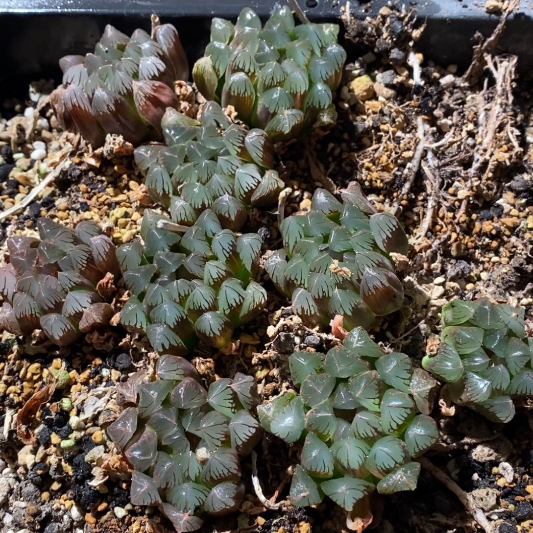 旺***贝2884 九棵一起 超级福利