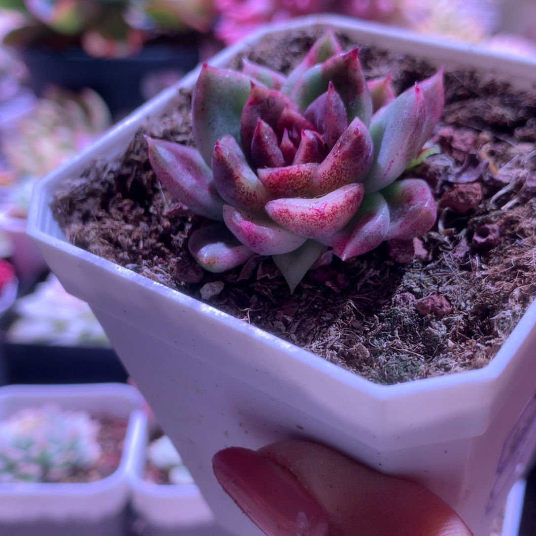 黑女王玫瑰覆轮锦有根