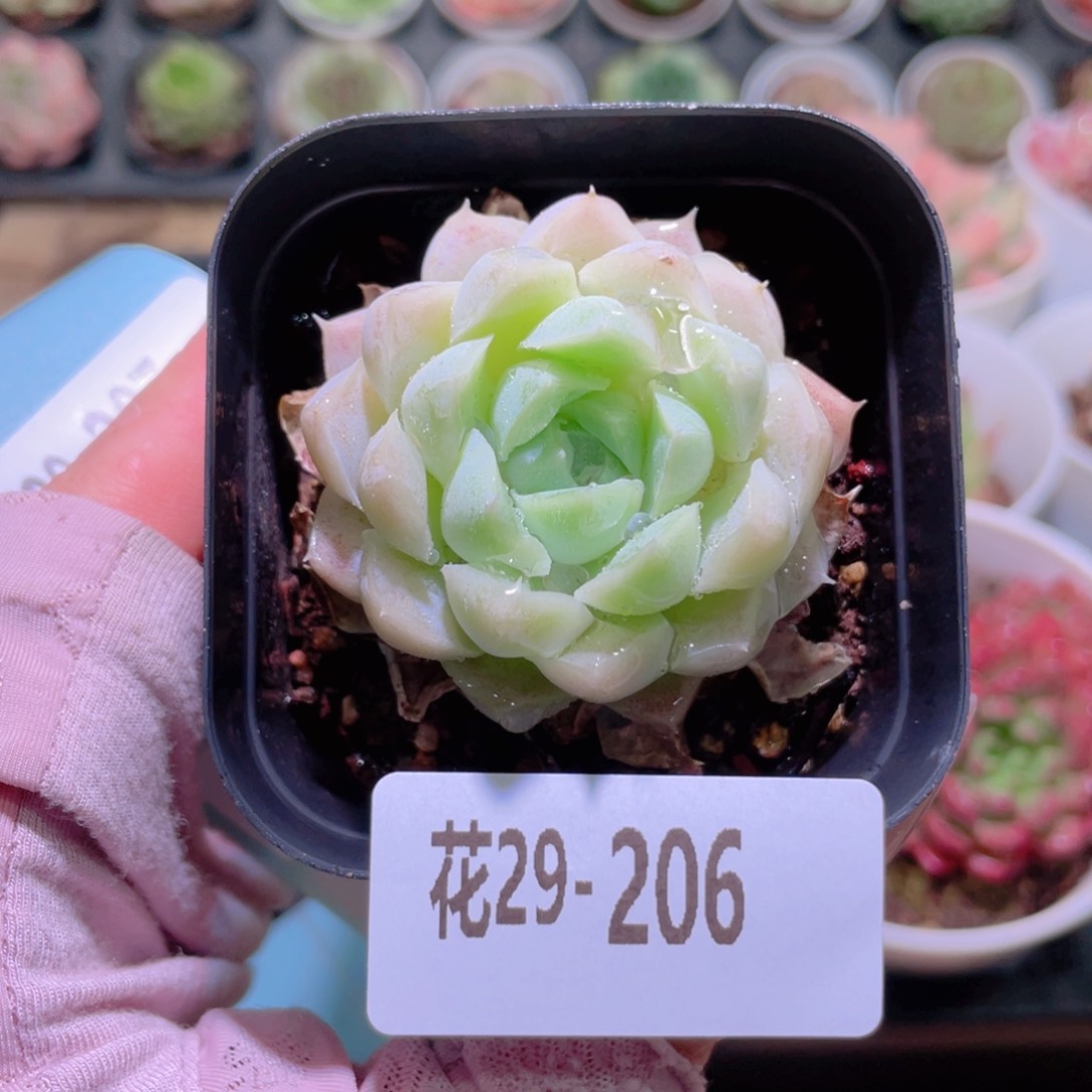 花利美29-206白月影