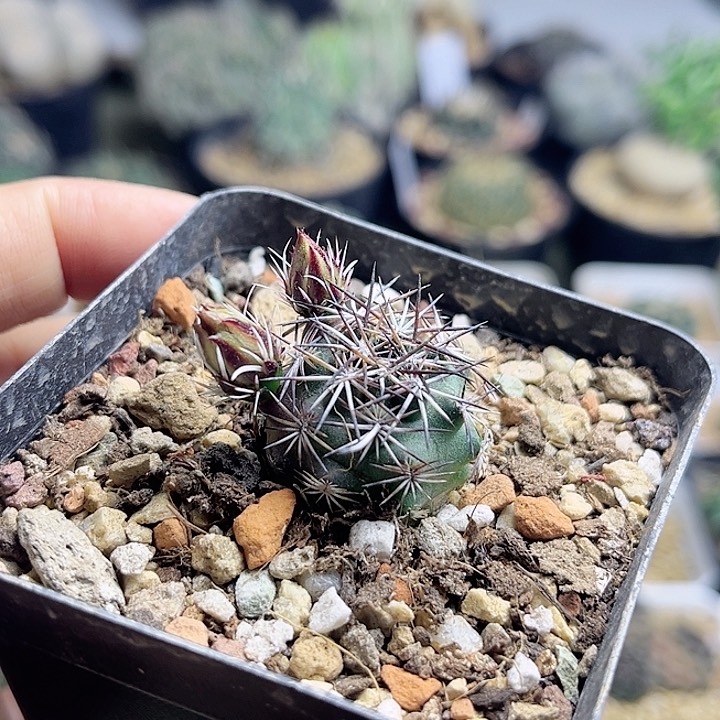 达氏青花虾实生2.5公分