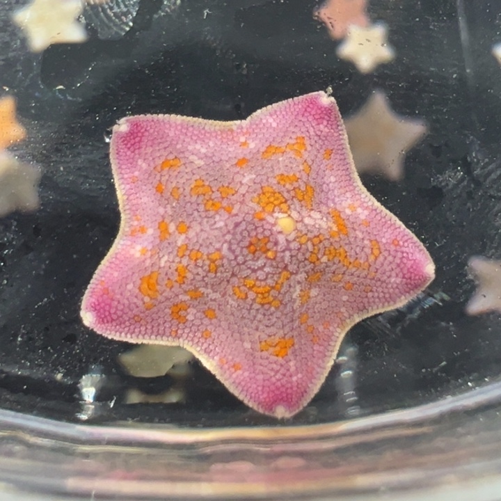 海星1号小鼻嘎满30包邮 满100发顺丰包邮