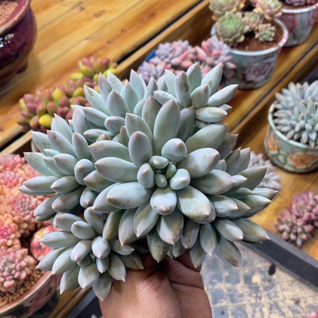 黄胖体哥特手捧大群