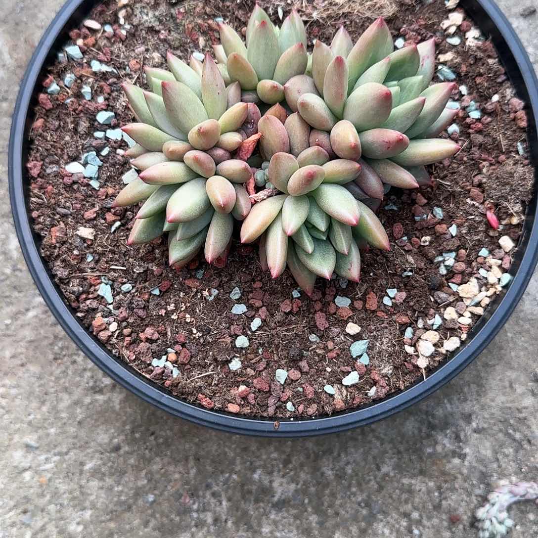 多肉植物一物一拍