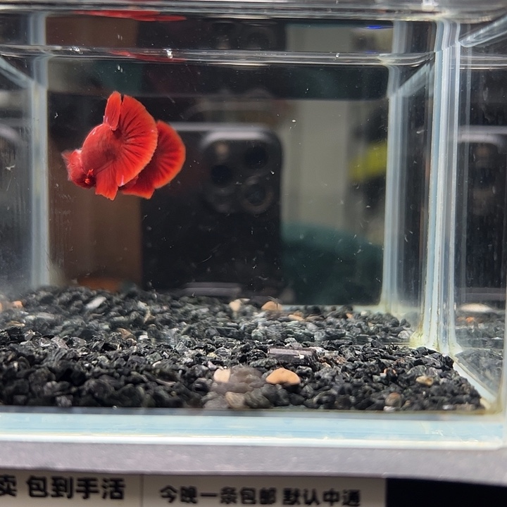 斗鱼跑单拉黑30日71