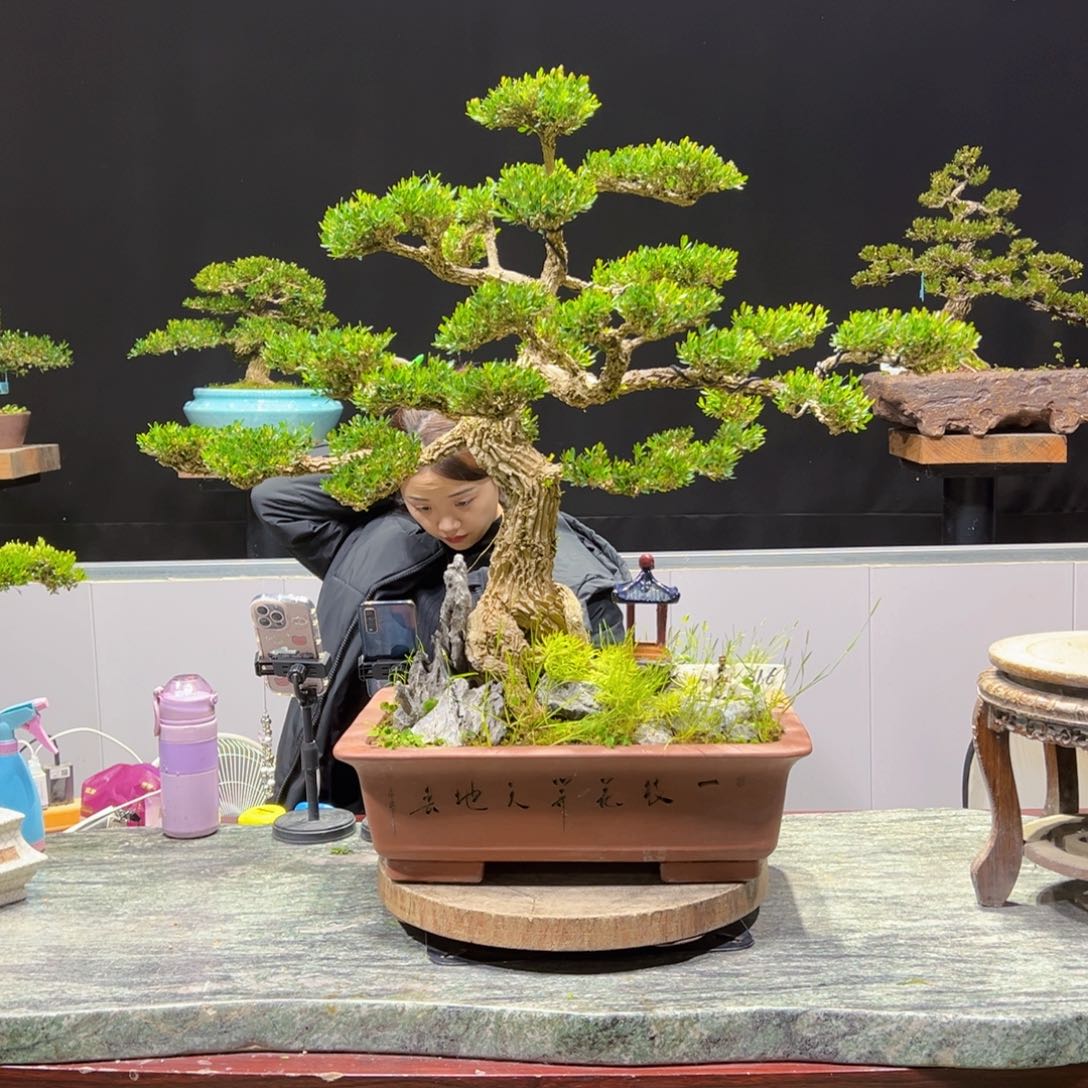 绿植黄杨盆景盆景