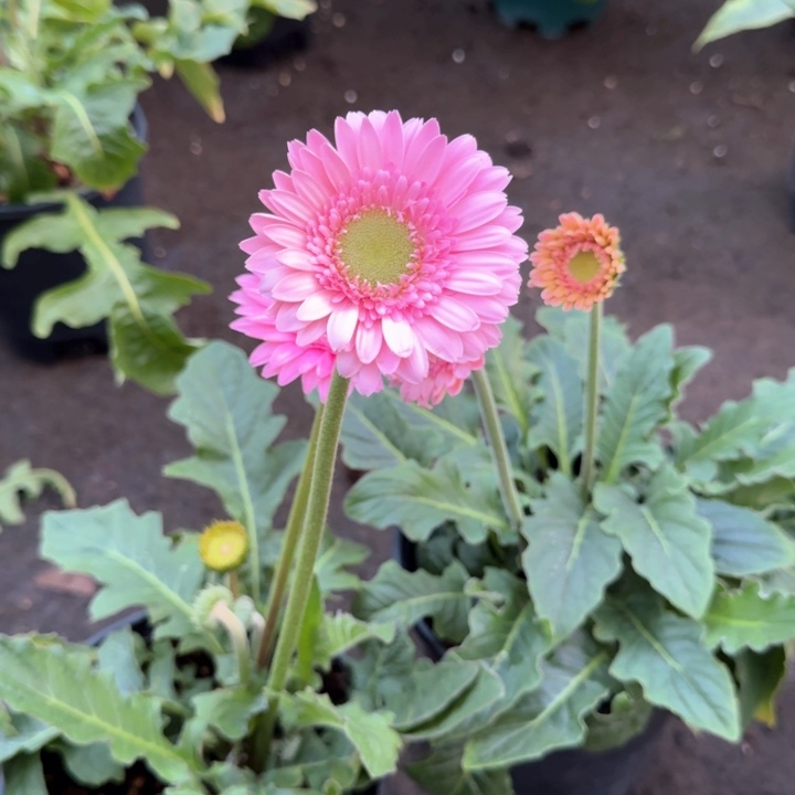 原盆原土一加仑非洲菊冰玉