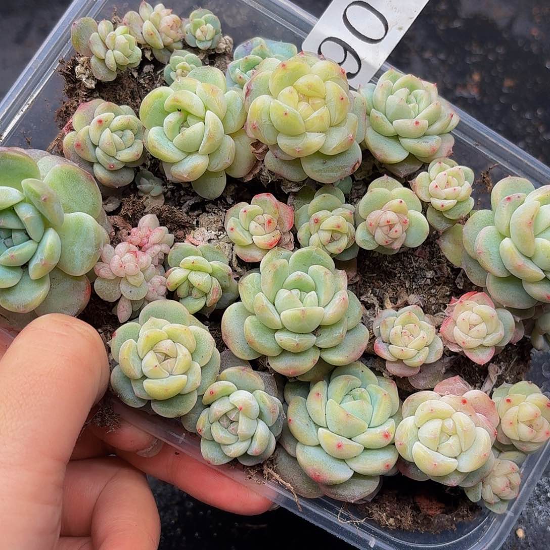 多肉植物多肉植物90