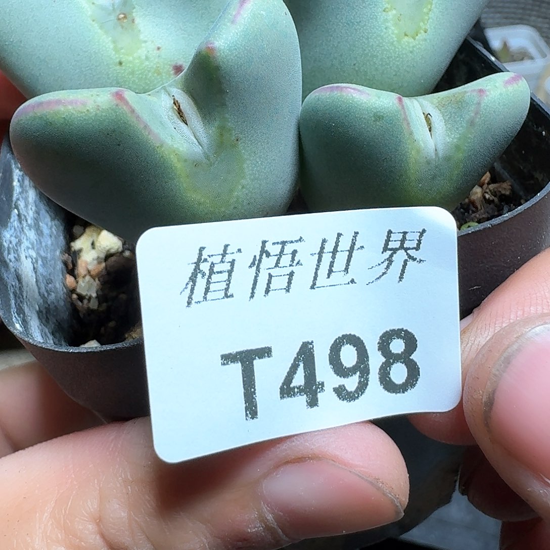 498号多肉植物哇f g