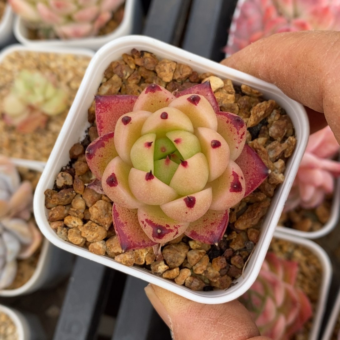 精品多肉一物一拍不包整140